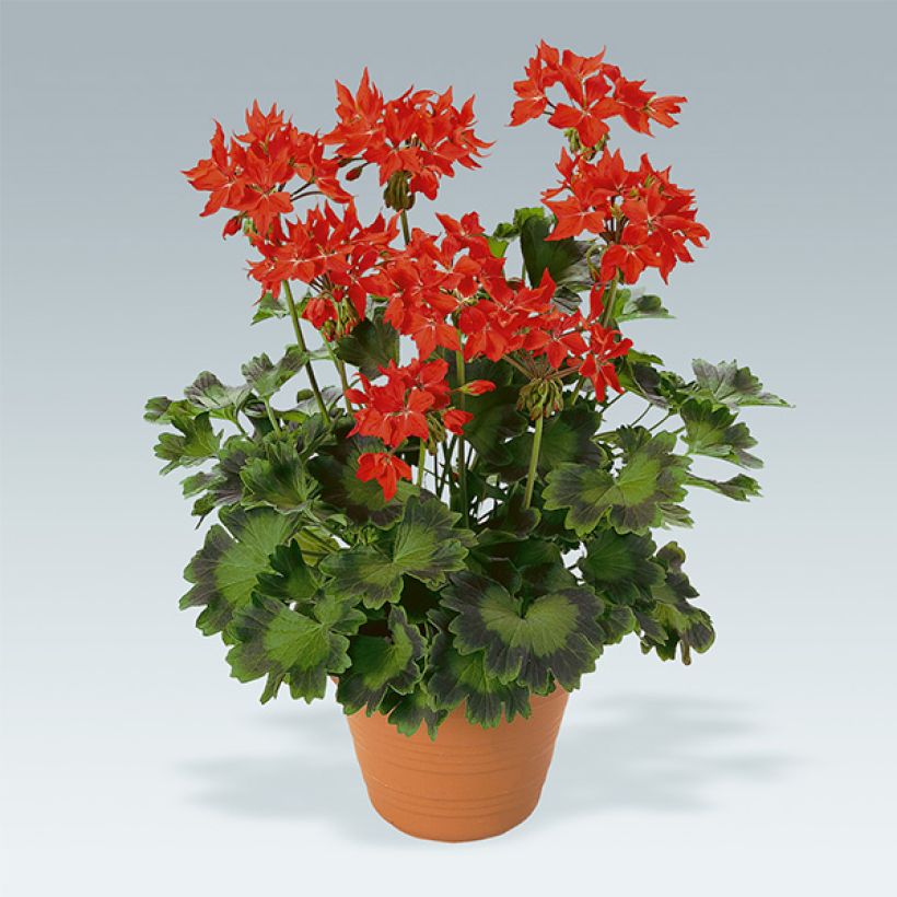 Zonal-Pelargonie Fireworks Scarlet - Pelargonium (Wuchs)
