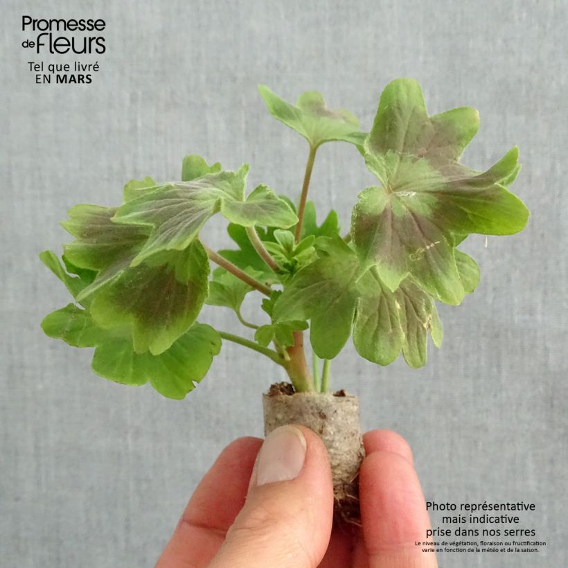 Exemplar von Zonal-Pelargonie Fireworks Scarlet - Pelargonium Mini-Plug Ø 3/4 cm wie im Frühjahr geliefert