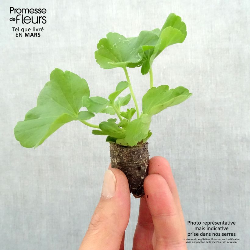 Example of Zonal-Pelargonie Flowerfairy White Splash - Pelargonium Mini-Plug Ø 3/4 cm as you get in printemps