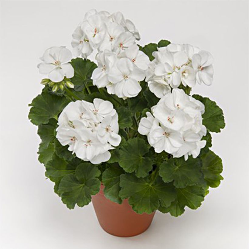 Zonal-Pelargonie PAC Iceberg - Pelargonium (Wuchs)