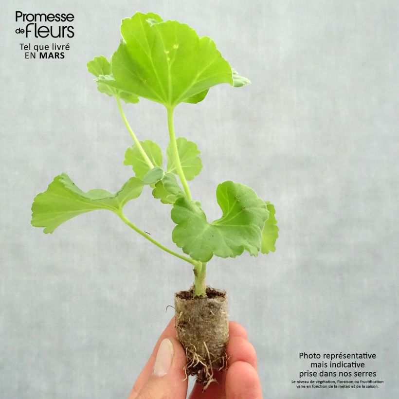 Exemplar von Zonal-Pelargonie PAC Iceberg - Pelargonium Mini-Plug Ø 3/4 cm wie im Frühjahr geliefert