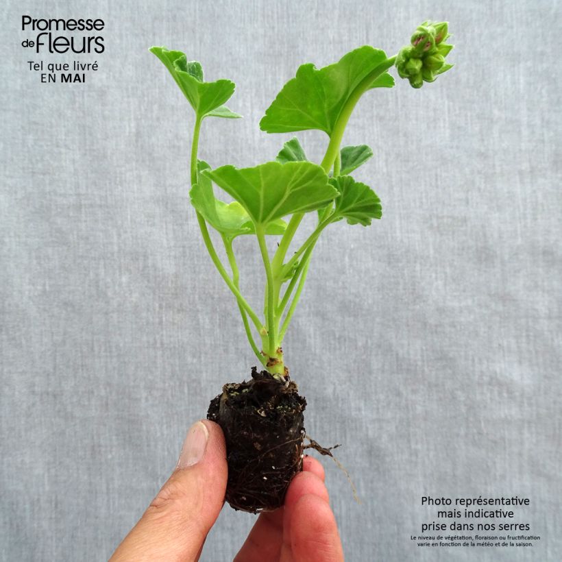 Example of Zonal-Pelargonie Icecrystal - Pelargonium Mini-Plug Ø 3/4 cm as you get in printemps