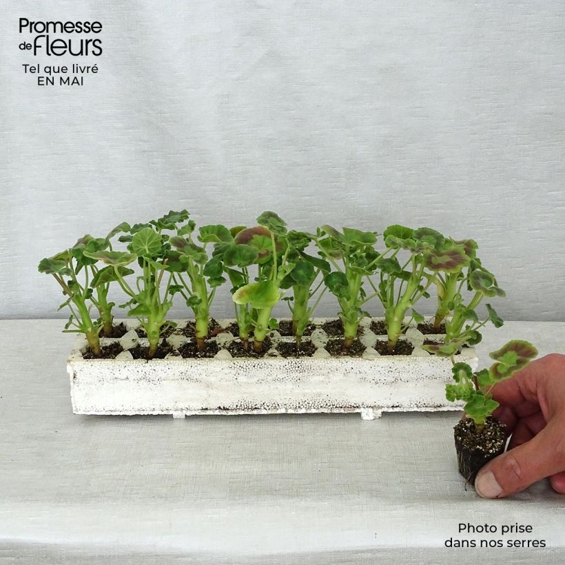 Exemplar von Zonal-Pelargonie Inspire Mix - Pelargonium Jardi-Plug: Wurzelballen 3,8 cm x 3,2 cm in Anzuchtplatte à 15 Stück. wie im Frühjahr geliefert