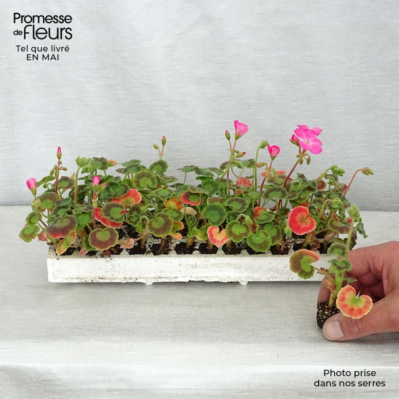 Exemplar von Zonal-Pelargonie Inspire Mix - Pelargonium Mini-Plug: Plug 2,2 cm x 2 cm in Anzuchtplatte à 35 Stück wie im Frühjahr geliefert