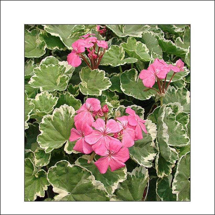 Zonal-Pelargonie Mme Salleron - Pelargonium (Blüte)