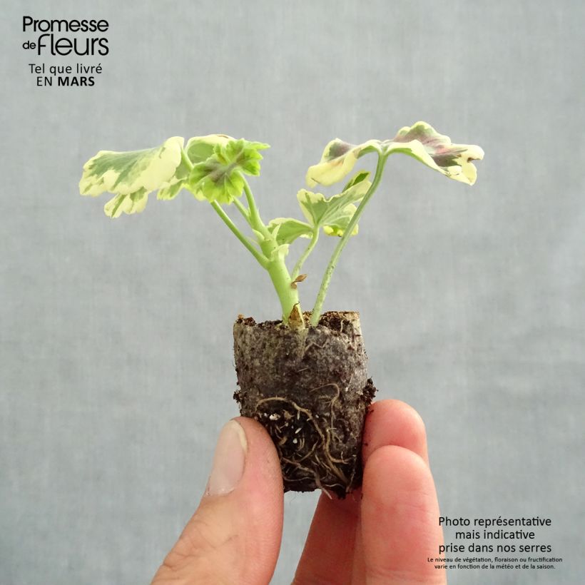 Exemplar von Zonal-Pelargonie Brocade Mrs Pollock - Pelargonium Mini-Plug Ø 3/4 cm wie im Frühjahr geliefert