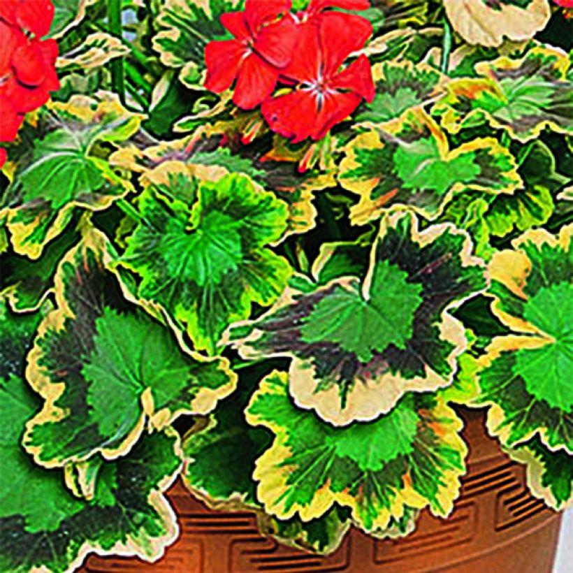 Zonal-Pelargonie Brocade Mrs Pollock - Pelargonium (Laub)