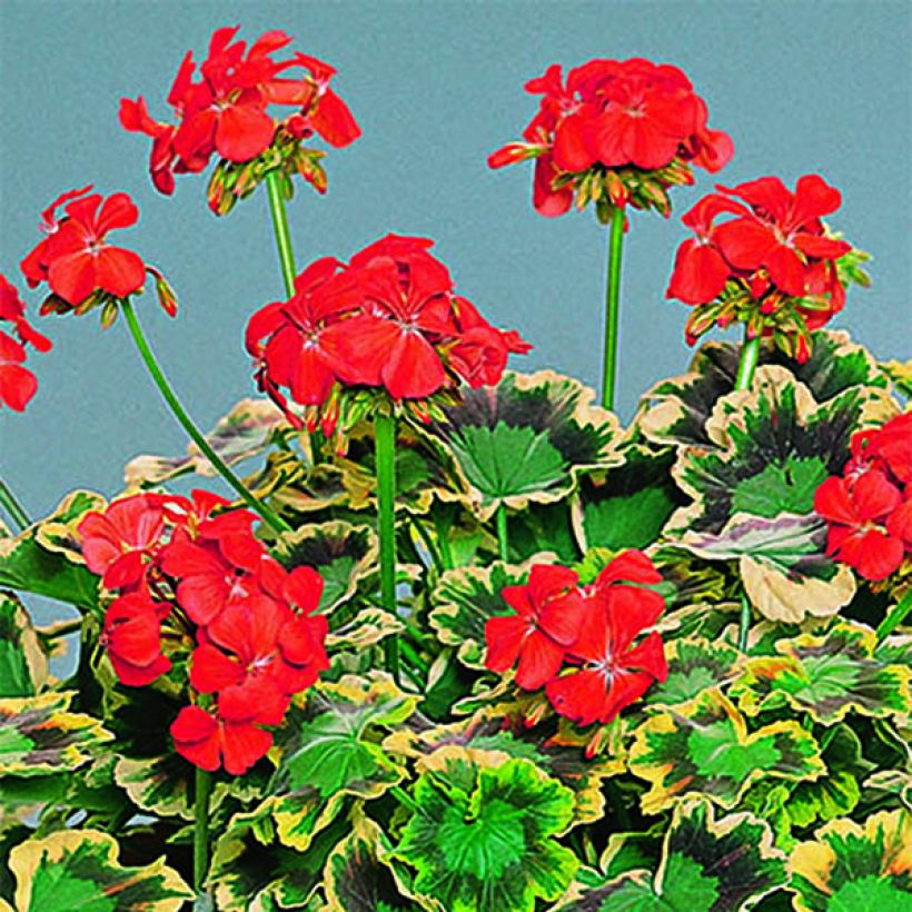Zonal-Pelargonie Brocade Mrs Pollock - Pelargonium (Blüte)