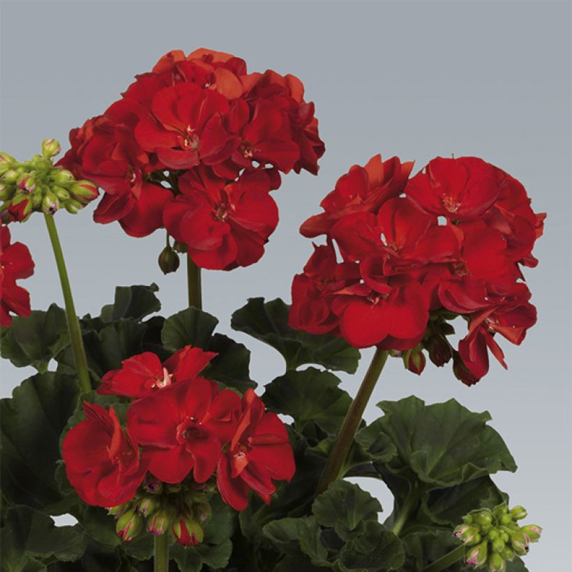 Zonal-Pelargonie Victor - Pelargonium (Flowering)