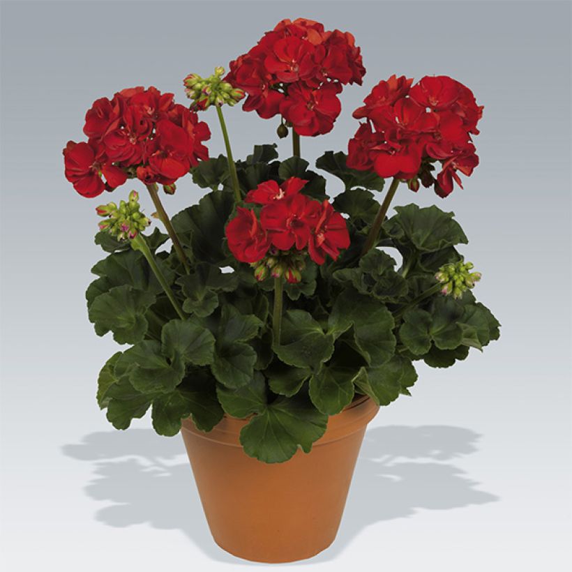 Zonal-Pelargonie Victor - Pelargonium (Plant habit)