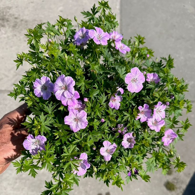 Blutstorchschnabel Frivolius Lilac - Geranium sanguineum (Blüte)