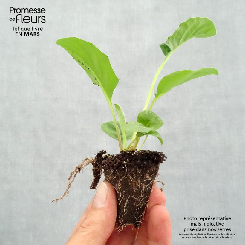 Exemplar von Gerbera Garvinea Sweet Sweet Glow Mini-Plug Ø 1,5/2,5 cm wie im Frühjahr geliefert