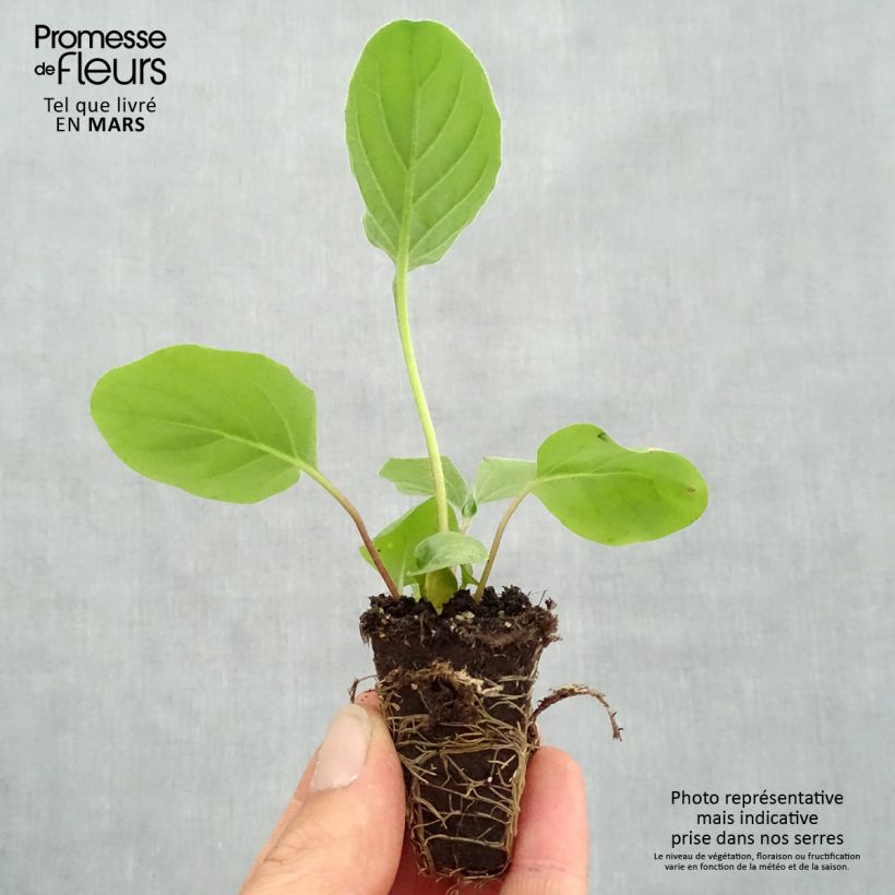 Exemplar von Gerbera Garvinea Sweet Sweet Heart Mini-Plug Ø 1,5/2,5 cm wie im Frühjahr geliefert