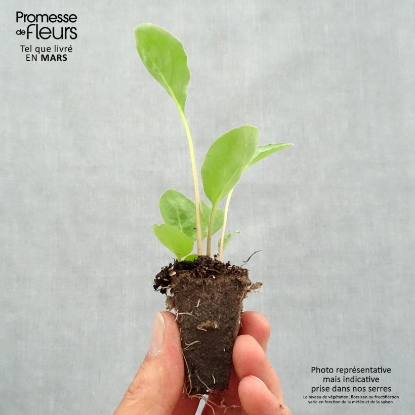 Exemplar von Gerbera Garvinea Sweet Sweet Love Mini-Plug Ø 1,5/2,5 cm wie im Frühjahr geliefert