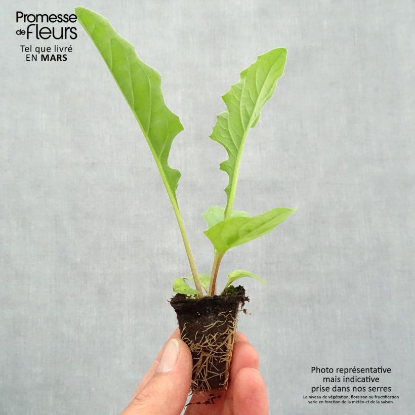 Exemplar von Gerbera Garvinea Sweet Sweet Smile Mini-Plug Ø 1,5/2,5 cm wie im Frühjahr geliefert