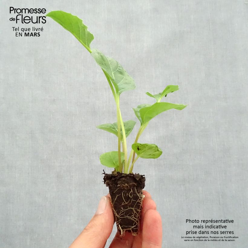 Exemplar von Gerbera Garvinea Sweet Sweet Spice Mini-Plug Ø 1,5/2,5 cm wie im Frühjahr geliefert