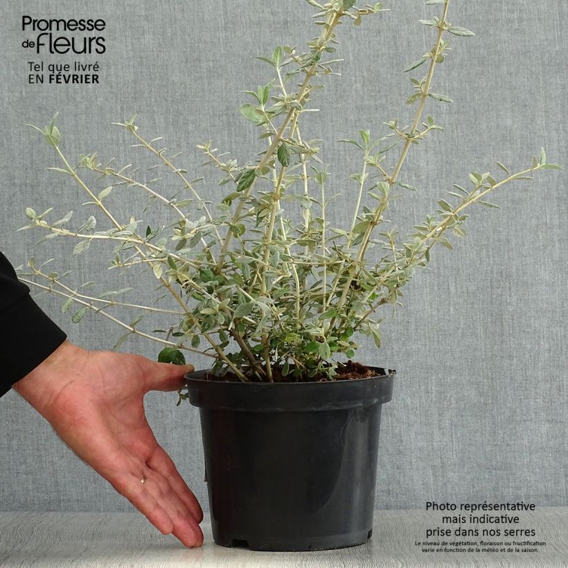 Exemplar von Strauchiger Gamander - Teucrium fruticans Topf mit 2L/3L wie im Herbst geliefert