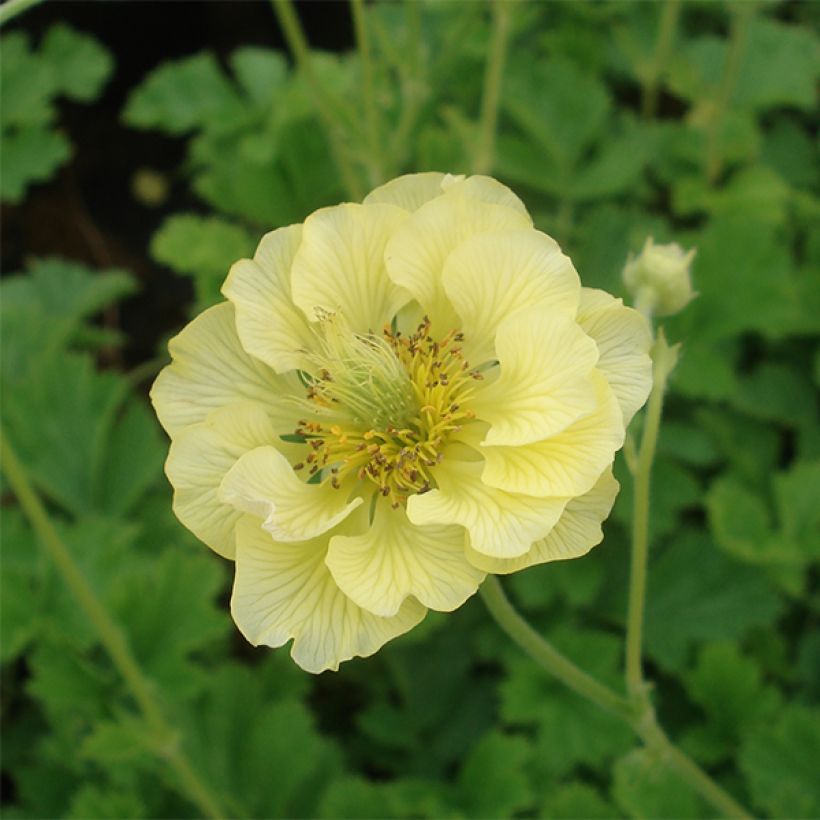 Geum Banana Daiquiri - Nelkenwurz (Flowering)