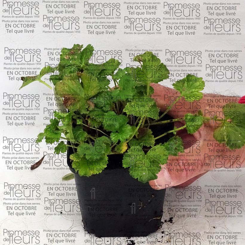 Beispiel eines Exemplars von Geum Censation Lipstick - Nelkenwurz Kleine Töpfe von 8/9 cm wie geliefert