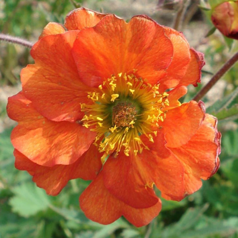 Geum coccineum Borisii - Scharlachrote Nelkenwurz (Flowering)