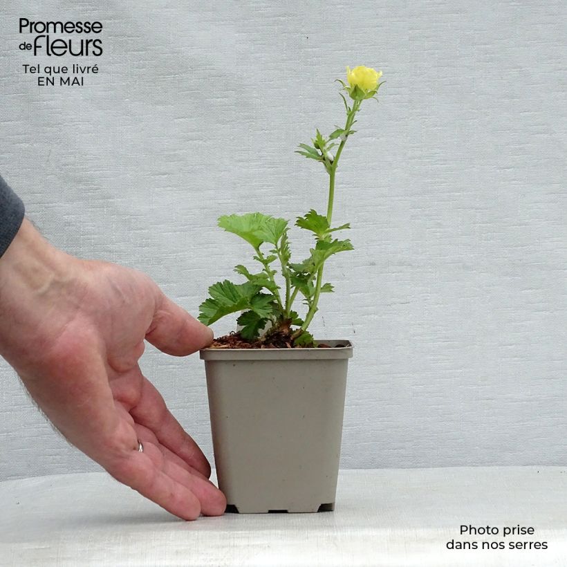 Exemplar von Geum coccineum Cocktail Gimlet - Scharlachrote Nelkenwurz Kleine Töpfe von 8/9 cm wie im Frühjahr geliefert