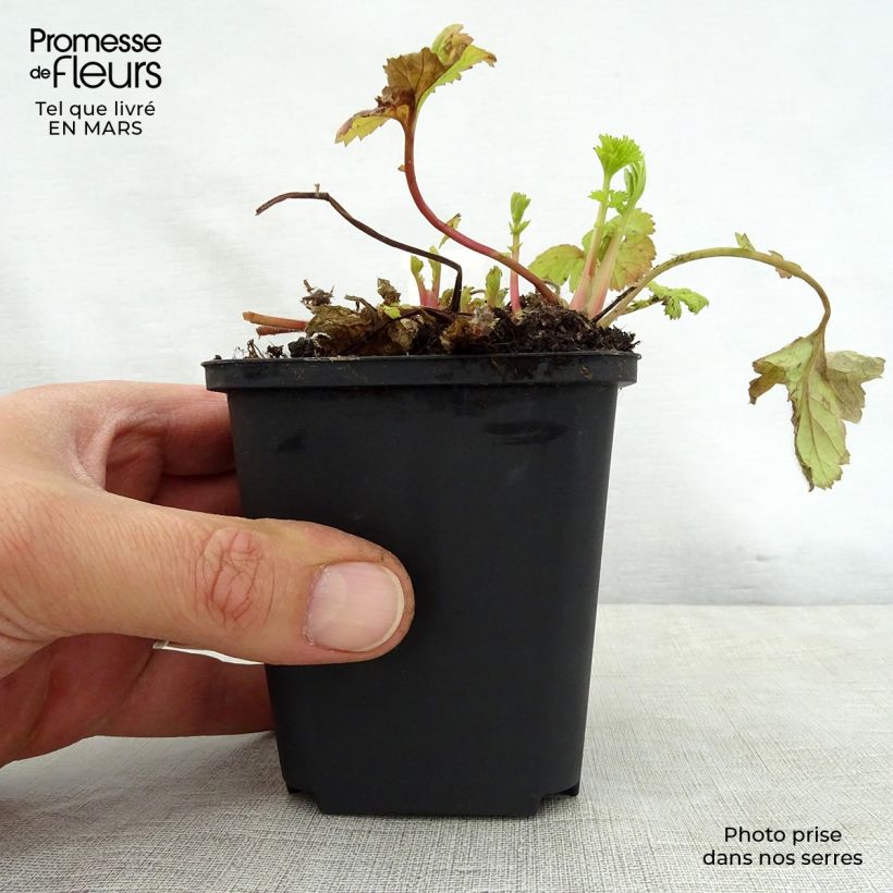 Exemplar von Geum Eos - Nelkenwurz Kleine Töpfe von 8/9 cm wie im Frühjahr geliefert