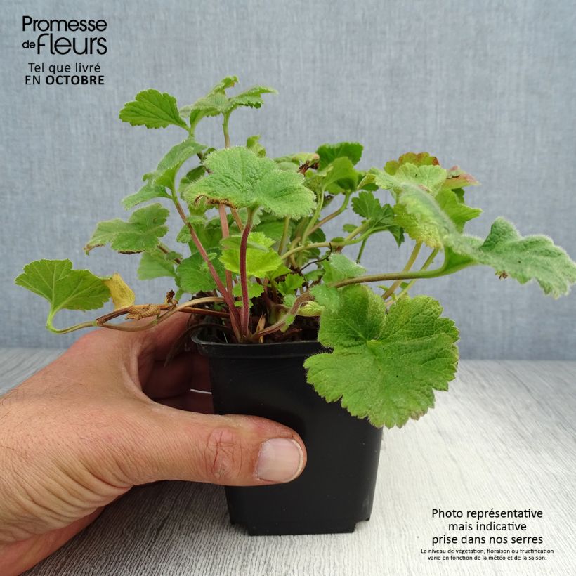 Exemplar von Geum Eos - Nelkenwurz Kleine Töpfe von 8/9 cm wie im Herbst geliefert
