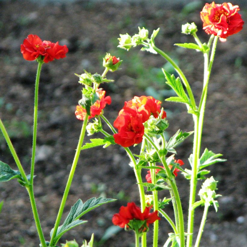 Geum chiloense Feuerball - Chilenische Nelkenwurz (Wuchs)