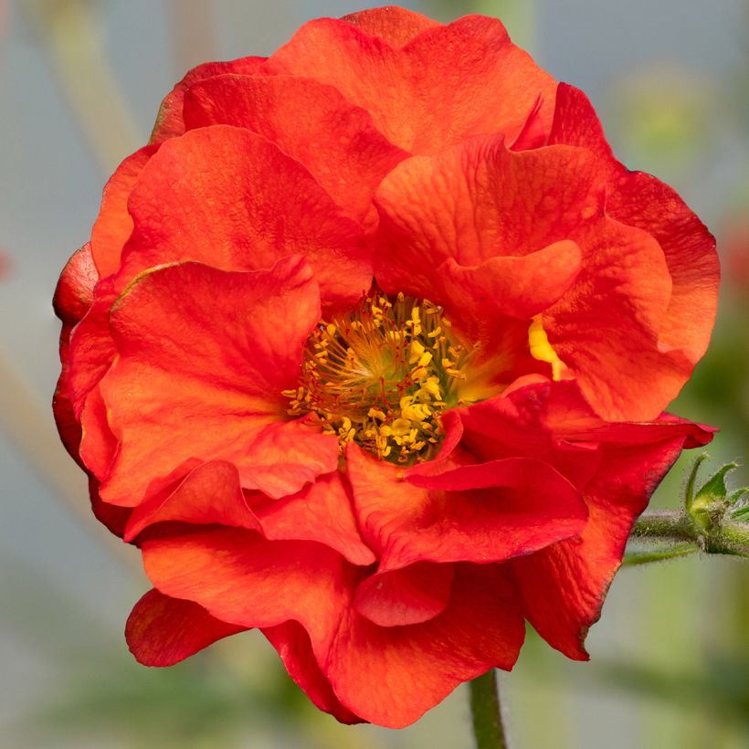 Geum Fiery Tempest - Nelkenwurz (Flowering)