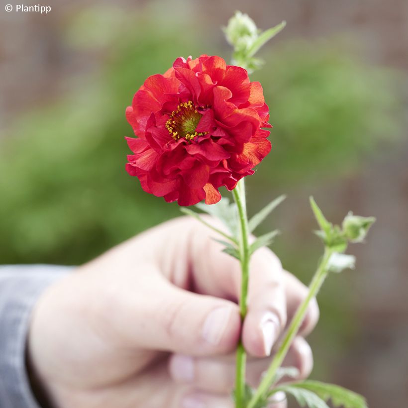 Geum Firestarter - Nelkenwurz (Blüte)