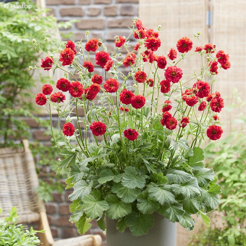 Geum Firestarter - Nelkenwurz (Wuchs)