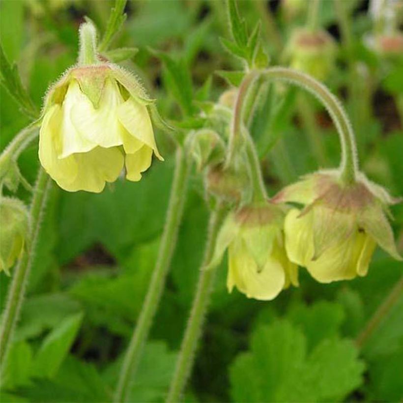 Geum rivale Lemon Drops - Bach-Nelkenwurz (Flowering)