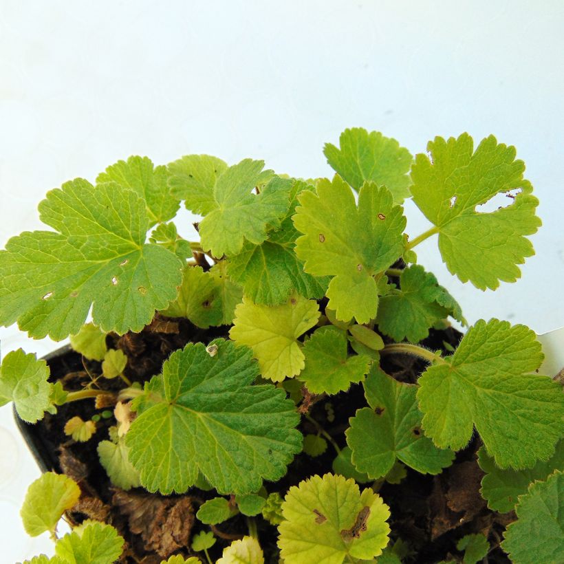 Geum rivale Lemon Drops - Bach-Nelkenwurz (Foliage)