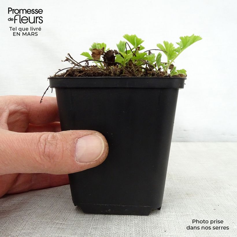 Example of Geum rivale Lemon Drops - Bach-Nelkenwurz Kleine Töpfe von 8/9 cm as you get in printemps