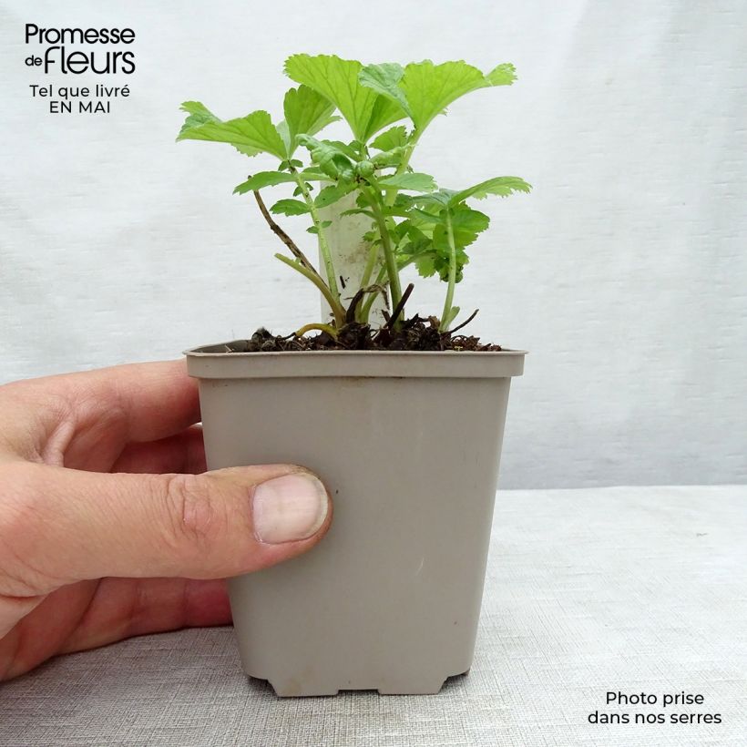 Exemplar von Geum rivale Mai tai - Bach-Nelkenwurz Kleine Töpfe von 8/9 cm wie im Frühjahr geliefert