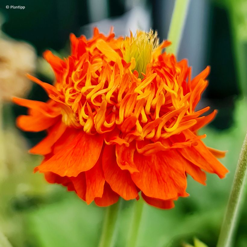Geum Orange Pumpkin - Nelkenwurz (Blüte)