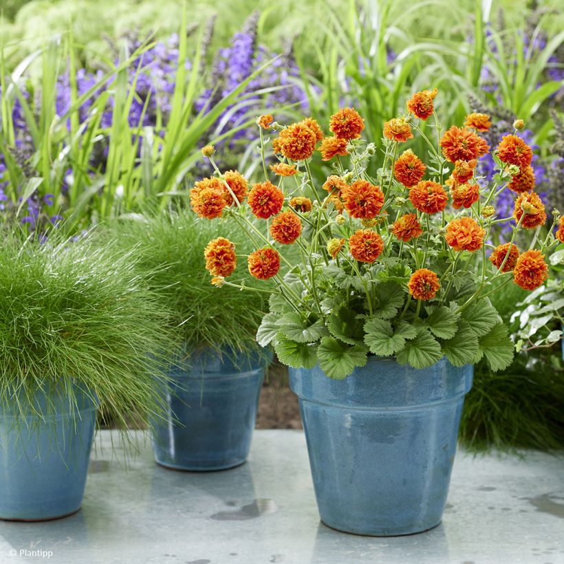 Geum Orange Pumpkin - Nelkenwurz (Wuchs)