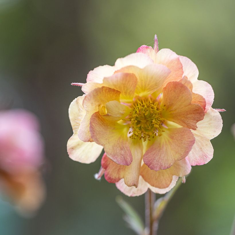 Geum Pretticoats Peach - Nelkenwurz (Flowering)