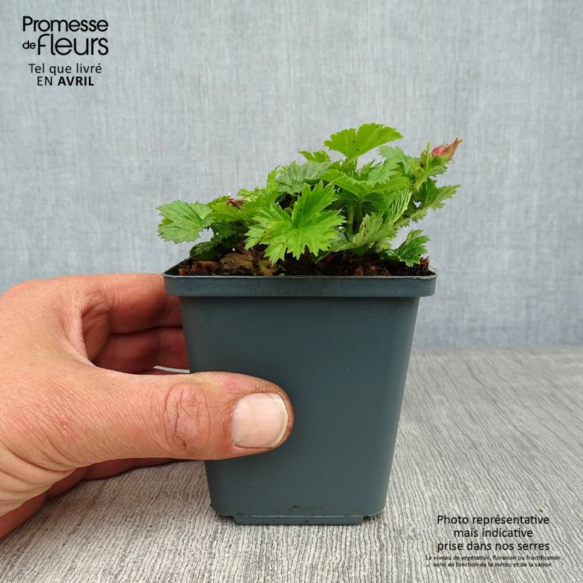 Example of Geum Pretticoats Peach - Nelkenwurz Kleine Töpfe von 8/9 cm as you get in printemps