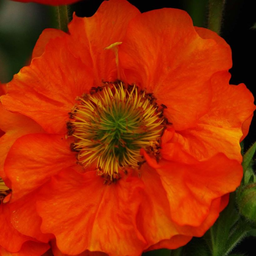 Geum Scarlet Tempest - Nelkenwurz (Flowering)