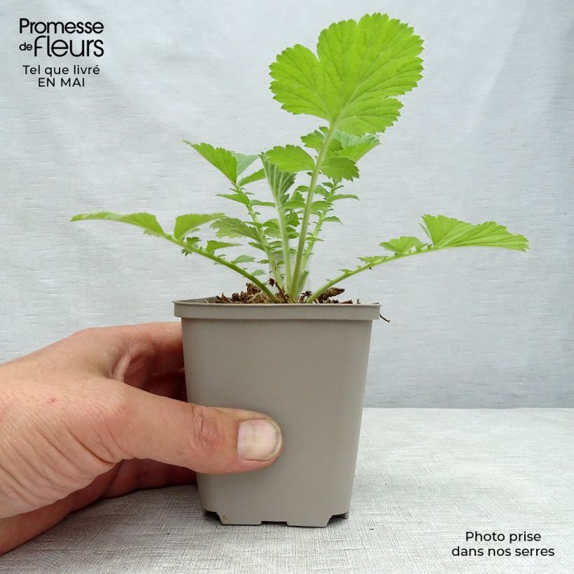 Example of Geum Scarlet Tempest - Nelkenwurz Kleine Töpfe von 8/9 cm as you get in printemps