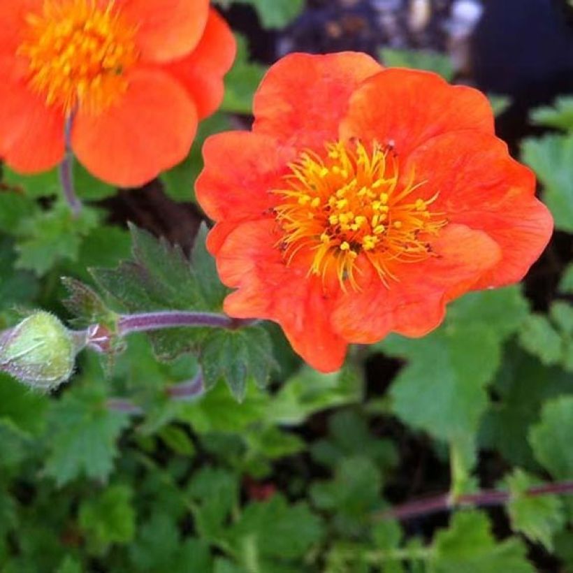 Geum chiloense Sigiswang - Chilenische Nelkenwurz (Flowering)