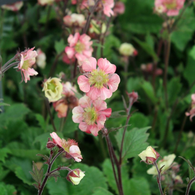 Geum Tempo Rose - Nelkenwurz (Flowering)