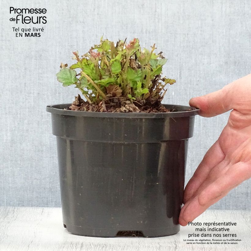 Example of Geum Tempo Rose - Nelkenwurz Topf mit 2L/3L as you get in printemps