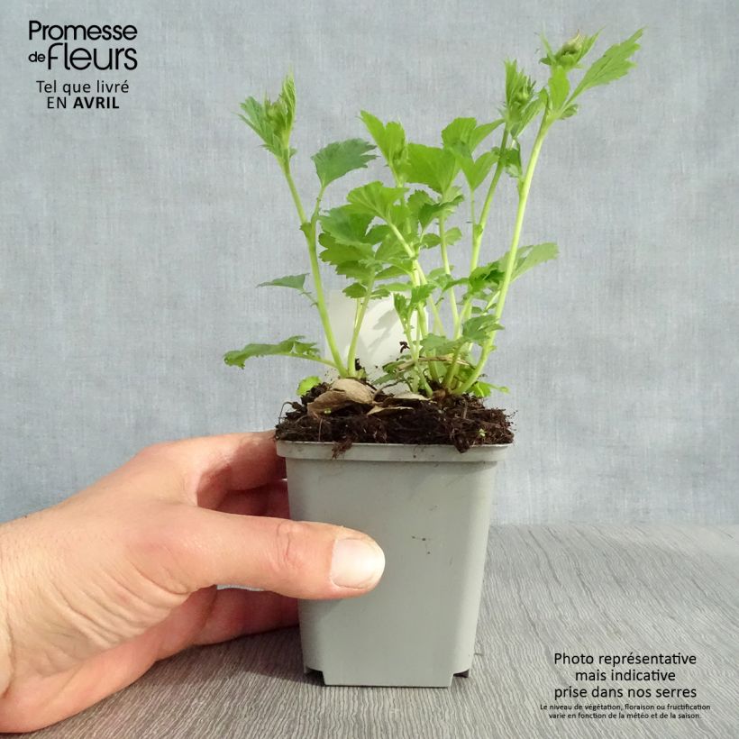 Example of Geum Tempo Yellow - Nelkenwurz Kleine Töpfe von 8/9 cm as you get in printemps