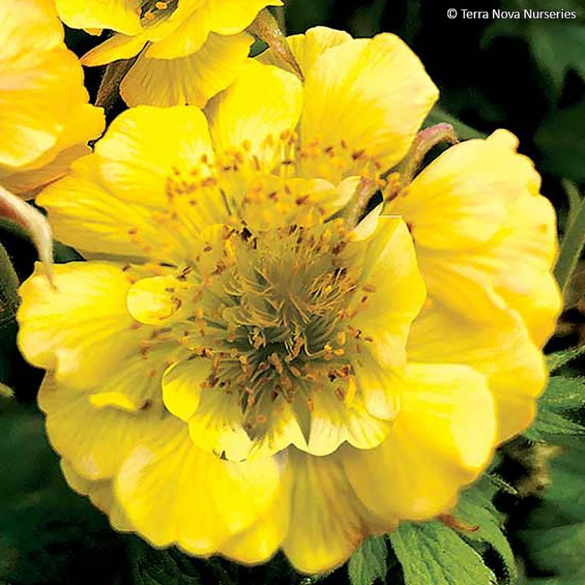 Geum Tempo Yellow - Nelkenwurz (Flowering)