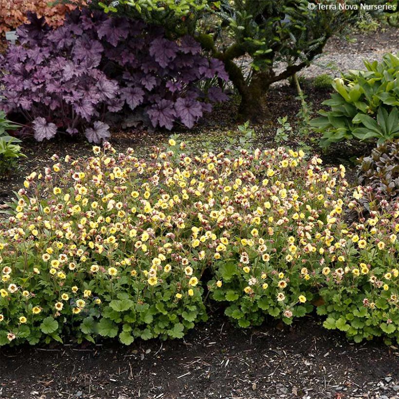 Geum Tempo Yellow - Nelkenwurz (Plant habit)