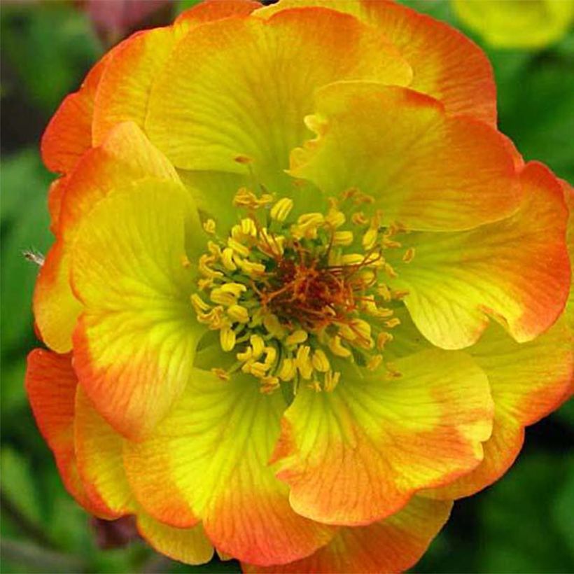 Geum Cocktail Tequila Sunrise - Nelkenwurz (Flowering)