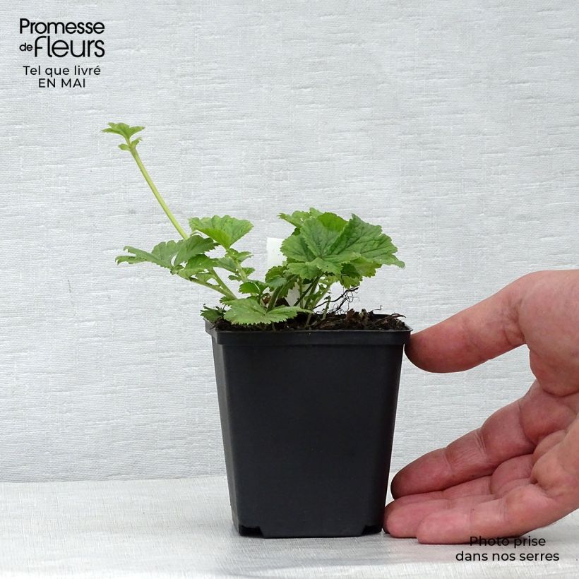 Example of Geum Cocktail Tequila Sunrise - Nelkenwurz Kleine Töpfe von 8/9 cm as you get in printemps