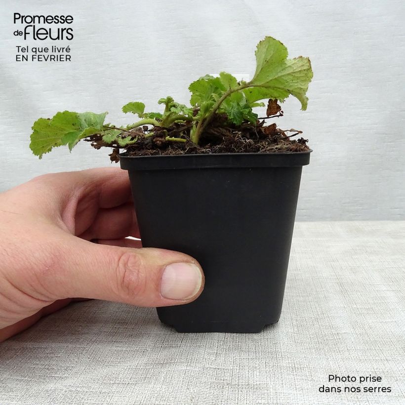 Example of Geum Cocktail Tequila Sunrise - Nelkenwurz Topf mit 2L/3L as you get in hiver